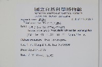 洋紅風鈴木藏品圖，第2張