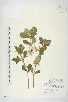 菟絲子藏品圖，第1張