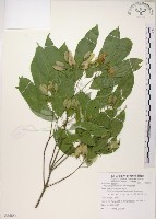 樟葉槭, 飛蛾子樹藏品圖，第1張