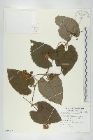 芋葉括樓藏品圖，第1張