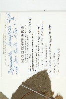 芋葉括樓藏品圖，第2張