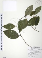 風藤藏品圖，第1張