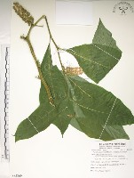 日本商陸、圓果商陸藏品圖，第1張