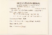 小舌菊、蔓綿菜藏品圖，第2張