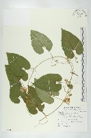 斑花青牛膽藏品圖，第1張