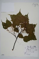 臺灣紅榨槭藏品圖，第1張