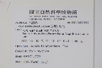 臺灣紅榨槭藏品圖，第2張