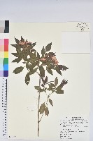 長卵葉馬銀花藏品圖，第1張