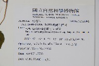 臺灣紅榨槭藏品圖，第2張