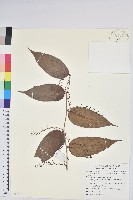 石月、橢圓葉石月藏品圖，第1張