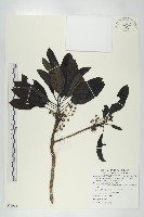 薄葉虎皮楠藏品圖，第1張