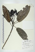 薄葉虎皮楠藏品圖，第1張