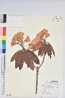 玉山杜鵑藏品圖，第1張