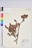 高山越橘藏品圖，第1張