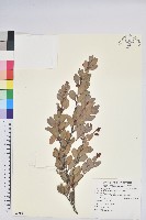 凹葉越橘藏品圖，第1張