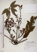 高氏桑寄生藏品圖，第1張