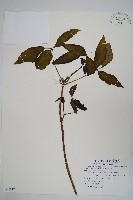 臺灣藤漆藏品圖，第1張