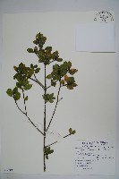 雲南冬青藏品圖，第1張