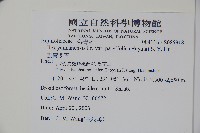 雲南冬青藏品圖，第2張