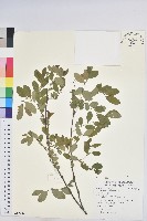 多花油柑、白仔藏品圖，第1張