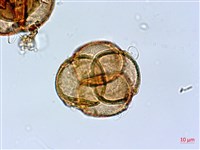 鹿角杜鵑、西施花、青紫木藏品圖，第2張