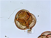 鹿角杜鵑、西施花、青紫木藏品圖，第3張