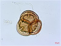 鹿角杜鵑、西施花、青紫木藏品圖，第4張