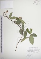 絡石藏品圖，第1張