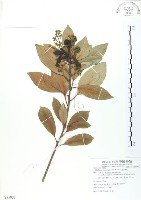 豬腳楠藏品圖，第1張