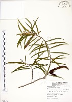 相思樹藏品圖，第1張