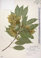 樟葉槭, 飛蛾子樹藏品圖，第1張