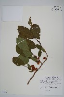 硬齒獼猴桃藏品圖，第1張