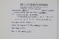 硬齒獼猴桃藏品圖，第2張