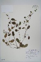 臺灣附地草藏品圖，第1張