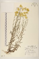 鼠麴草藏品圖，第1張