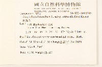 鼠麴草藏品圖，第2張