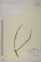 南華南蛇藤，青江藤藏品圖，第1張