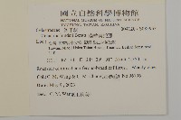 南華南蛇藤，青江藤藏品圖，第2張