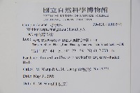 細葉蘭花參藏品圖，第2張