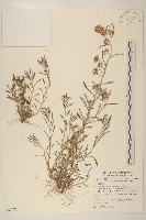 分枝鼠麴草藏品圖，第1張