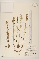 匙葉鼠麴草藏品圖，第1張