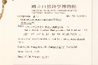 匙葉鼠麴草藏品圖，第2張