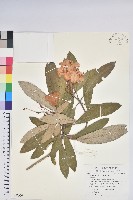 臺灣杜鵑藏品圖，第1張