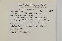 日本假蓬藏品圖，第2張