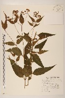 塔山澤蘭藏品圖，第1張