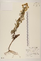 絲綿草藏品圖，第1張