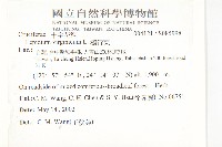 獨行菜藏品圖，第2張