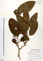 糙莖菝契藏品圖，第1張