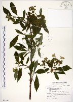 華八仙藏品圖，第1張