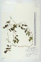 絞股藍藏品圖，第1張